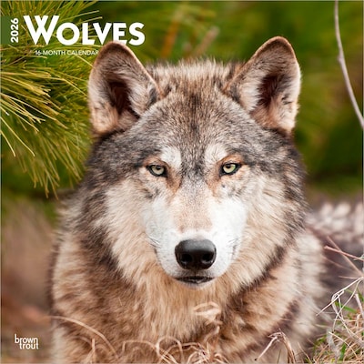 2026 BrownTrout Wolves 12 x 12 Monthly Wall Calendar (9798330706402)