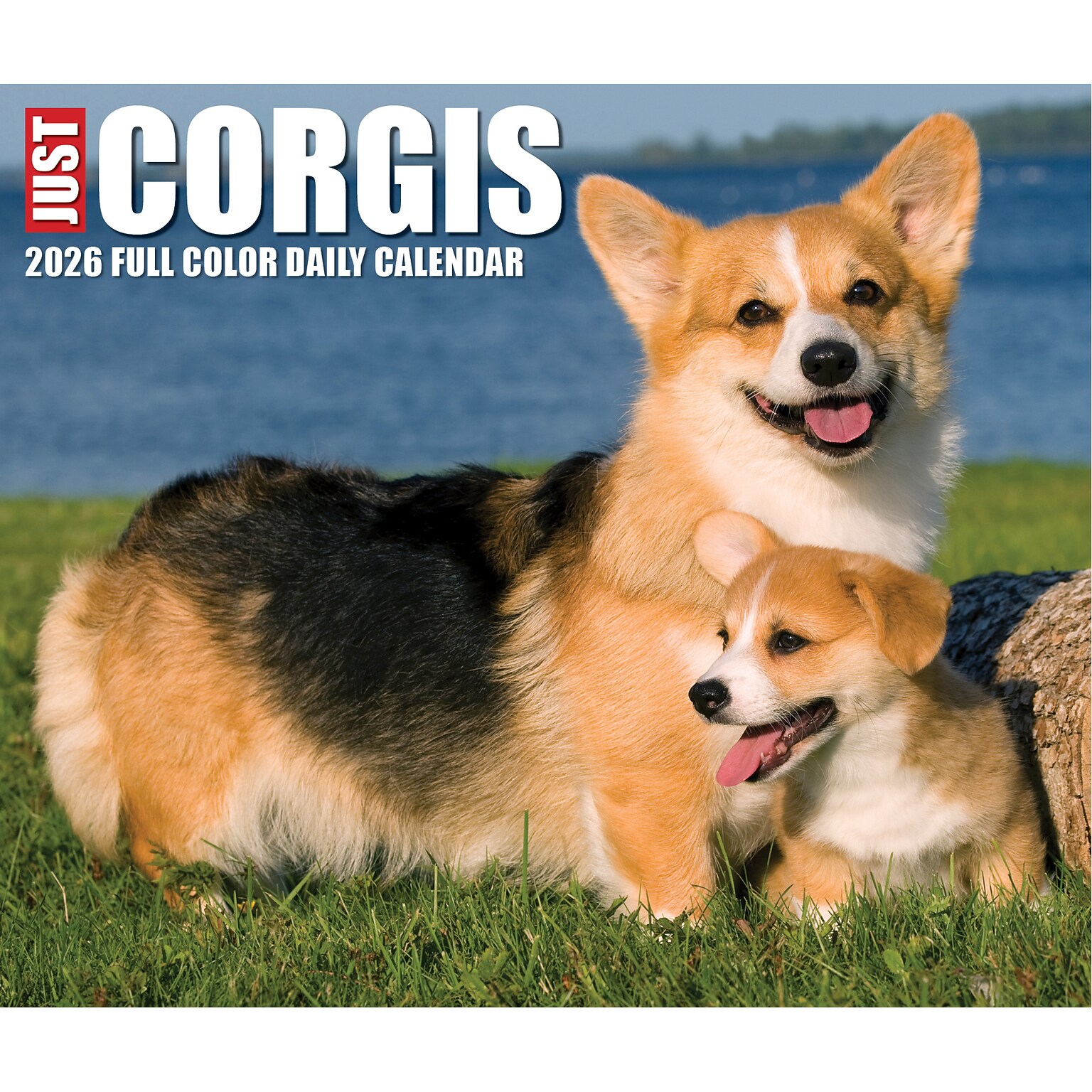 2026 Willow Creek Corgis 6.2 x 5.4 Day-to-Day Calendar (54079)