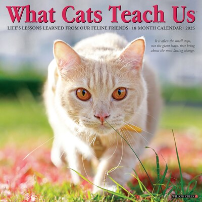 2025 Willow Creek Press What Cats Teach Us 2025 Wall Calendar 12 x 12 (45343)