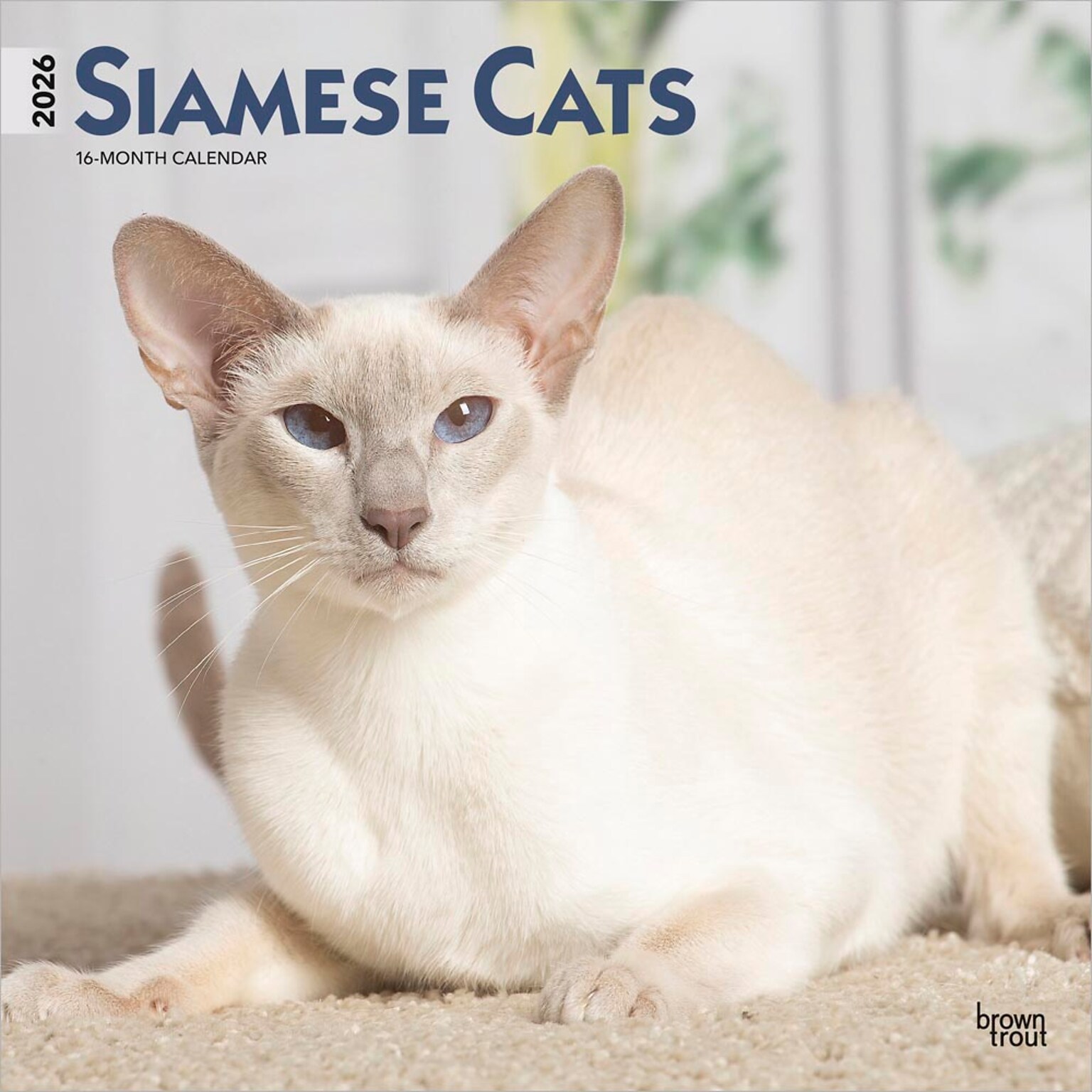 2026 BrownTrout Siamese Cats 12 x 12 Monthly Wall Calendar (9798330705573)
