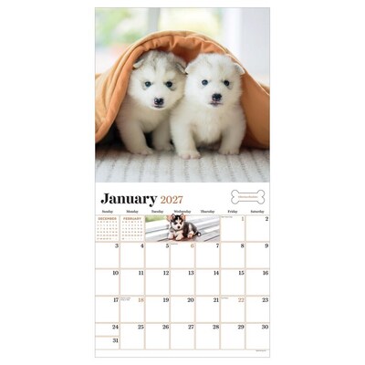 2027 TF Publishing Puppies 11 x 11 Monthly Wall Calendar, Multicolored (27-1025)
