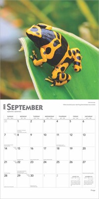 2025 BrownTrout Frogs 12" x 24" Monthly Square Wall Calendar (9781975476991)