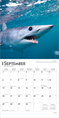 2026 BrownTrout Sharks 12" x 12" Monthly Wall Calendar (9798330705504)