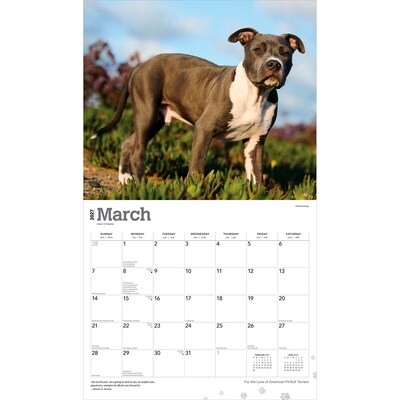 2027 BrownTrout For the Love of American Pit Bull Terriers 14" x 12" Monthly Wall Calendar, Assorted Colors (9798330714759)
