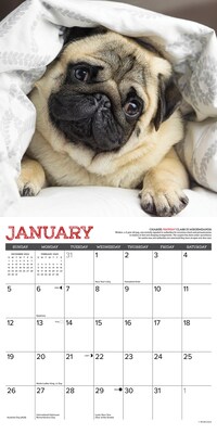 2025 Willow Creek Pug Mugs 12" x 12" Monthly Wall Calendar (44551)