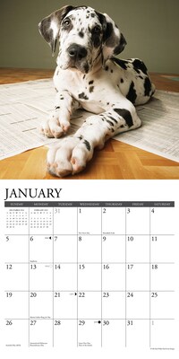 2025 Willow Creek Just Great Dane Puppies 12" x 12" Monthly Wall Calendar (43189)
