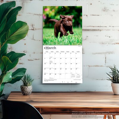 2027 BrownTrout Chocolate Labrador Retriever Puppies 12" x 12" Monthly Wall Calendar (9798330712533)