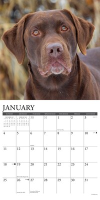 2026 Willow Creek Hunting Labs 12" x 12" Monthly Wall Calendar (55458)