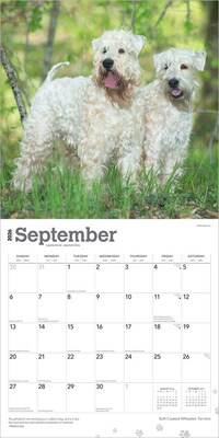 2026 BrownTrout Soft Coated Wheaten Terriers 12" x 12" Monthly Wall Calendar (9798330706310)