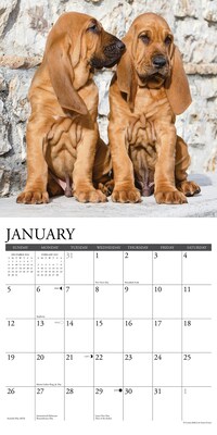 2025 Willow Creek Just Bloodhounds 2025 Wall Calendar 12" x 12" (41871)