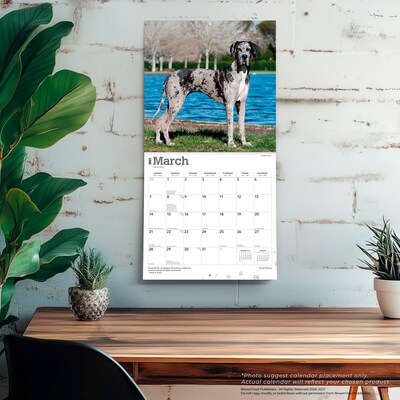 2027 BrownTrout Great Danes 12" x 12" Monthly Wall Calendar (9798330714216)