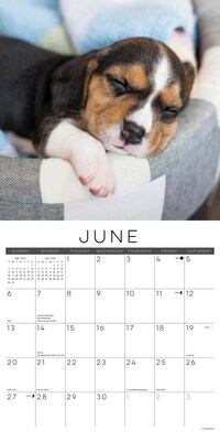 2027 Willow Creek Naptime: Dogs & Puppies on their Best Behavior 12" x 12" Monthly Wall Calendar (61411)