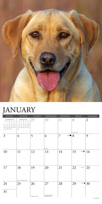 2027 Willow Creek Yellow Labs 12" x 12" Monthly Wall Calendar, Assorted Colors (63095)