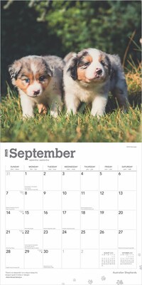 2025 BrownTrout Australian Shepherds 12" x 12" Monthly Wall Calendar (9781975476557)