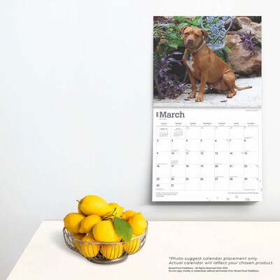 2025 BrownTrout For the Love of American Pit Bull Terriers 14" x 24" Monthly Deluxe Wall Calendar (9781975472986)