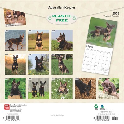 2025 BrownTrout Australian Kelpies 12 x 24 Monthly Square Wall Calendar (9781975476540)