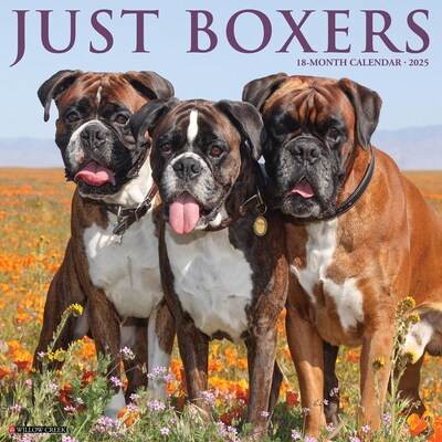 2025 Willow Creek Just Boxers 12 x 12 Monthly Wall Calendar, Multicolor (41949)