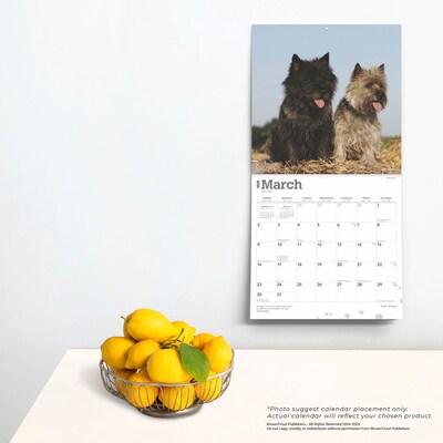 2025 BrownTrout Cairn Terriers 12" x 24" Monthly Square Wall Calendar, (9781975476779)