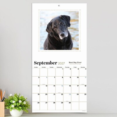 2027 TF Publishing Best Day Ever: Dogs 12" x 12" Monthly Wall Calendar (27-1001)