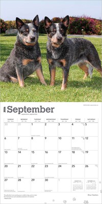 2026 BrownTrout Blue Heelers 12" x 12" Monthly Wall Calendar (9798330702527)