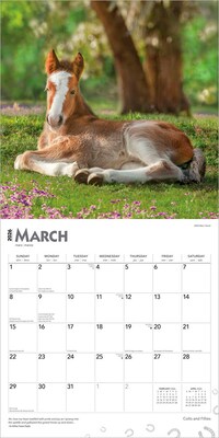 2026 BrownTrout Colts and Fillies 12" x 12" Monthly Wall Calendar (9798330703012)