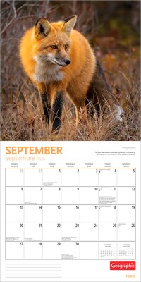 2026 Wyman Canadian Geographic Foxes 12" x 12" Monthly Wall Calendar (9781525699832)