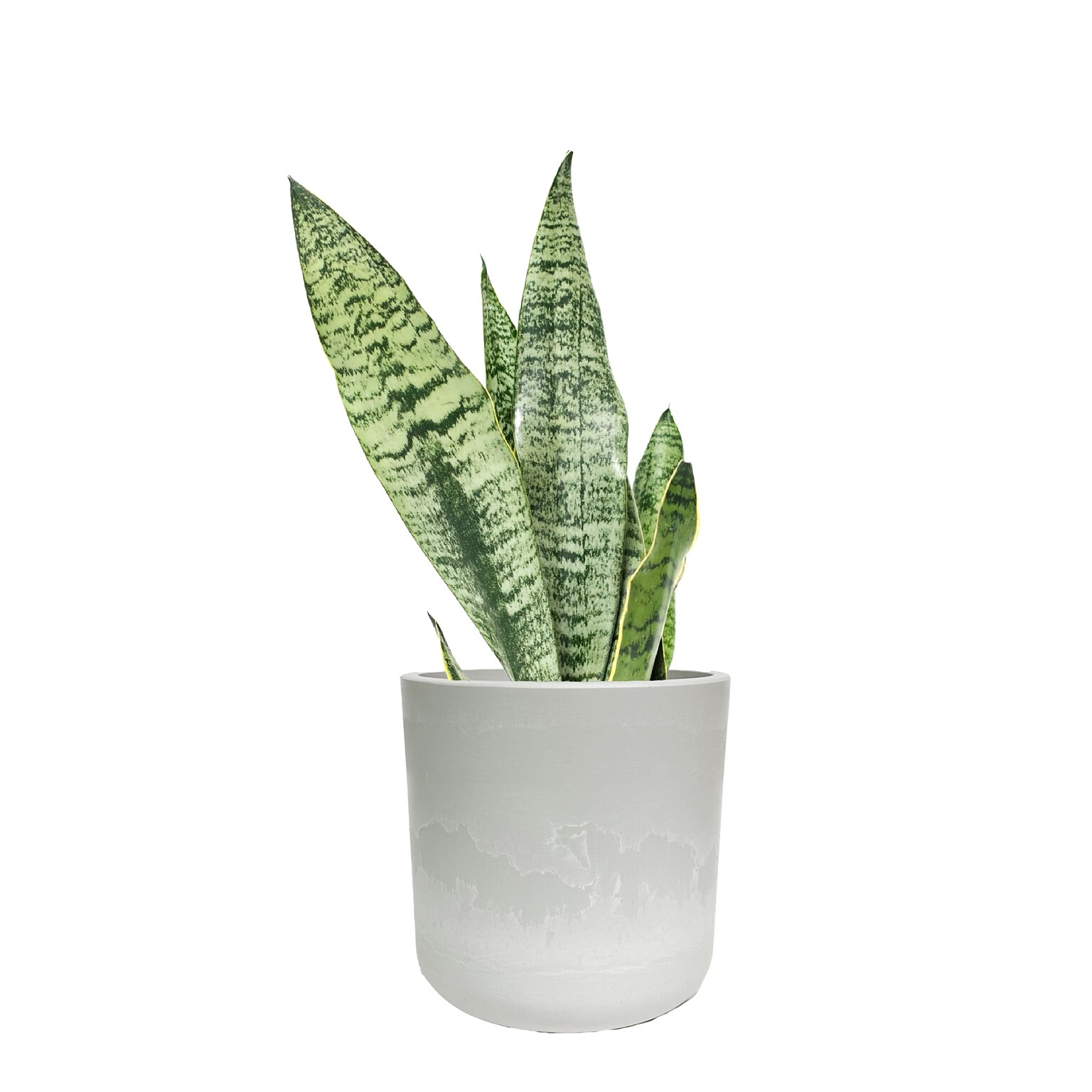 Desk Plants Snake Plant in a Grey Large Mason pot (SPLMG)