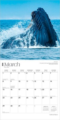 2026 BrownTrout California Nature 12" x 12" Monthly Wall Calendar (9798330702732)