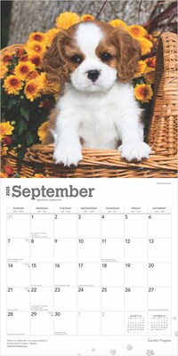 2025 BrownTrout Cavalier King Charles Spaniel Puppies 12" x 12" Monthly  Wall Calendar (9781975476816)