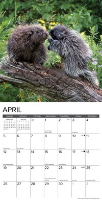 2026 Willow Creek Porcupines 12" x 12" Monthly Wall Calendar (56066)