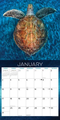 2027 Willow Creek Sea Turtles 12" x 12" Monthly Wall Calendar, Assorted Colors (62210)