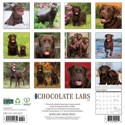 2025 Willow Creek Just Chocolate Labs 12 x 12 Monthly Wall Calendar (42359)