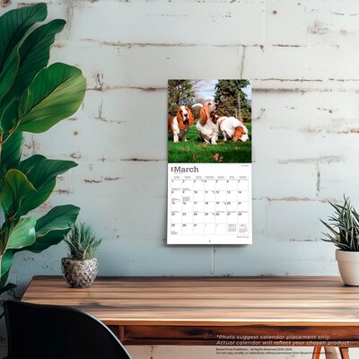 2026 BrownTrout Basset Hounds 7" x 7" Monthly Wall Calendar (9798330702312)
