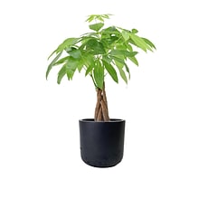 Desk Plants Money Tree in a Black Large Wilson pot (MTLWB)