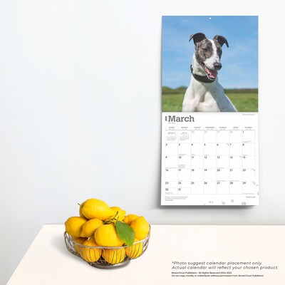 2025 BrownTrout Greyhounds 12" x 12" Monthly Wall Calendar (9781975477127)