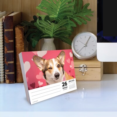 2026 Willow Creek Corgis 6.2" x 5.4" Day-to-Day Calendar (54079)