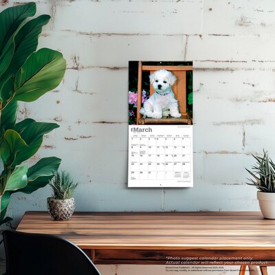 2026 BrownTrout Bichon Frise Puppies 7" x 7" Monthly Wall Calendar (9798330702428)