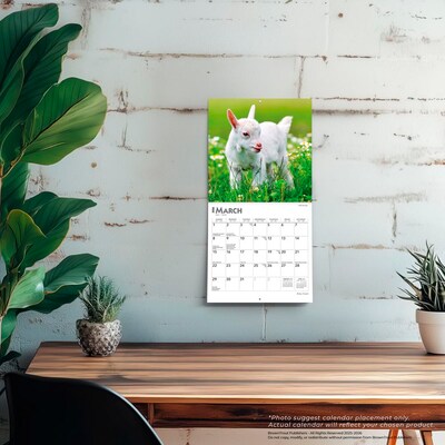 2026 BrownTrout Baby Goats 7" x 7" Monthly Wall Calendar (9798330702251)