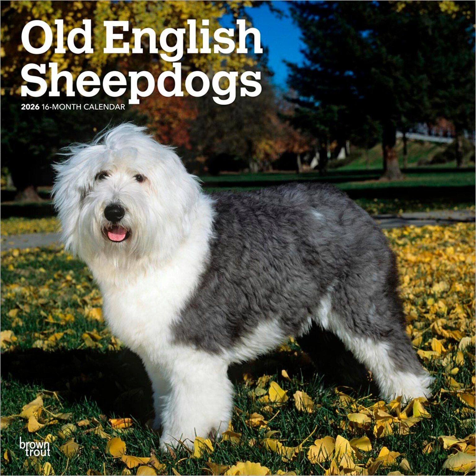 2026 BrownTrout Old English Sheepdogs 12 x 12 Monthly Wall Calendar (9798330704989)