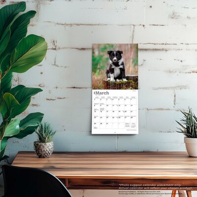 2026 BrownTrout Border Collie Puppies 7" x 7" Monthly Wall Calendar (9798330702534)