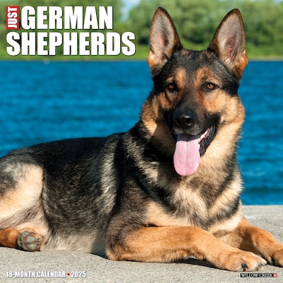 2025 Willow Creek German Shepherds 12 x 12 Yearly Wall Calendar (43028)