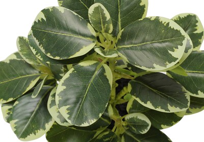 Monarch Specialties Inc. 14" Artificial Ficus Elastica Plant in Pot, 2/Set (I 9558)