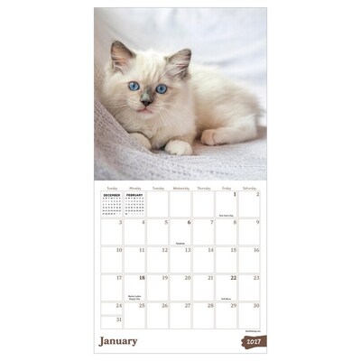 2027 TF Publishing Kittens 7 x 7 Monthly Wall Calendar, Multicolored (27-2002)