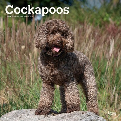 2023 BrownTrout Cockapoos 12 x 24 Monthly Wall Calendar, (9781975456405)