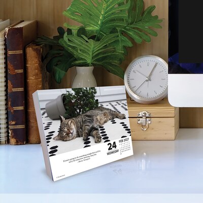 2027 Willow Creek Bad Kitties 6.2" x 5.4" Daily Day-to-Day Calendar, Assorted Colors (63293)