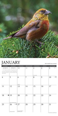 2026 Willow Creek Garden Birds 12" x 12" Monthly Wall Calendar (51184)