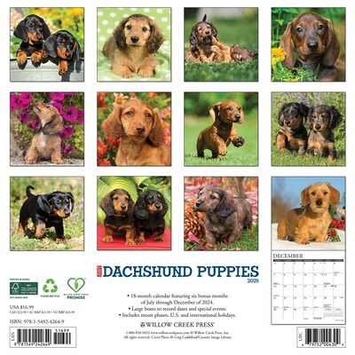 2025 Willow Creek Just Dachshund Puppies 12 x 12 Monthly Wall Calendar (42649)