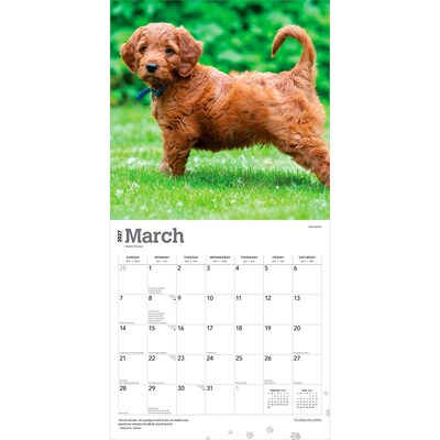 2027 BrownTrout Goldendoodles 12" x 12" Monthly Wall Calendar (9798330712489)