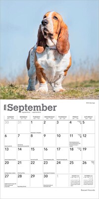 2026 BrownTrout Basset Hounds 7" x 7" Monthly Wall Calendar (9798330702312)