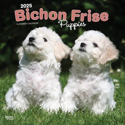 2025 BrownTrout Bichon Frise Puppies 12 x 12 Monthly Wall Calendar (9781975474508)